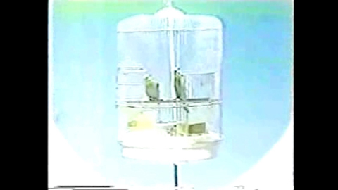 CORNELIUS「夢の奥で」